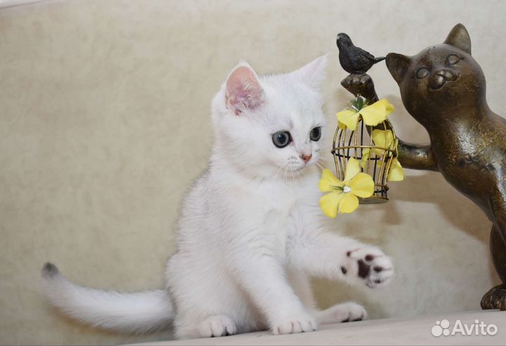 Шотландские котята. Питомник