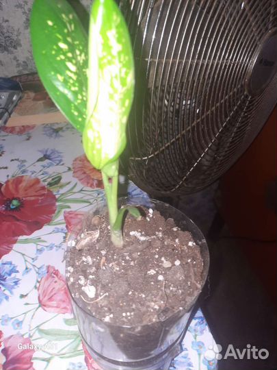 Диффенбахия