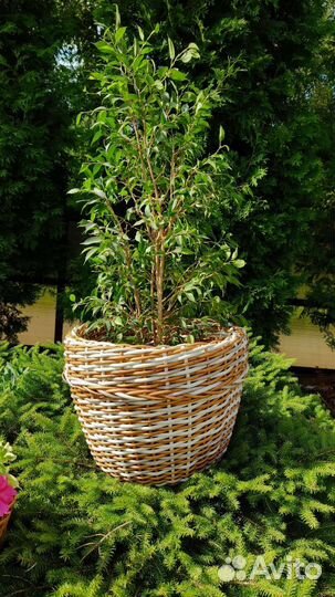 Корзина из ротанга