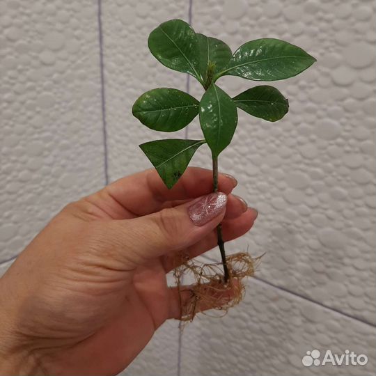 Гардения жасминовидная