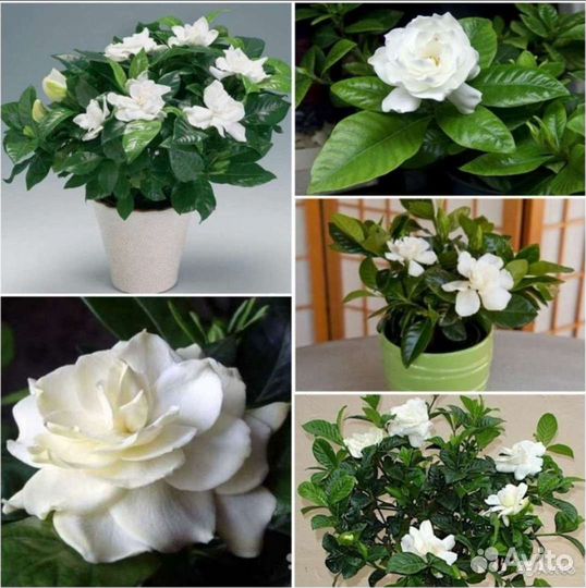 Стрелиция Королевская, Гардения семена