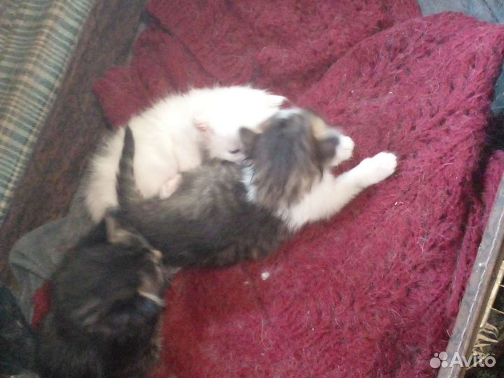 Котята