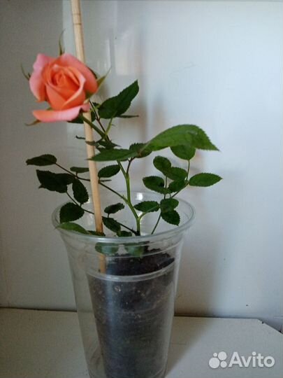 Розы комнатные