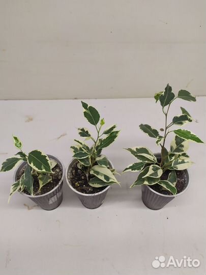 Сортовые фикусы Бенджамина