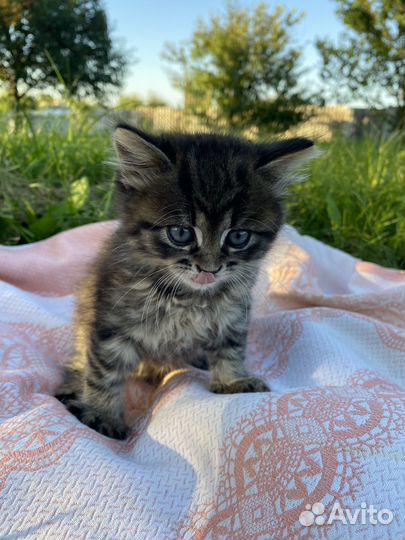 Котята в добрые руки. Бесплатно