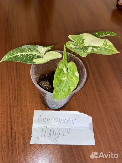 Комнатные растения, цветы