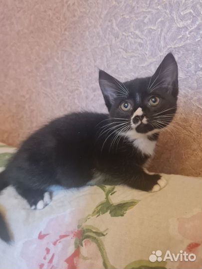 Котята ищут дом