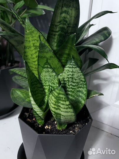 Сансевиерия Ханни