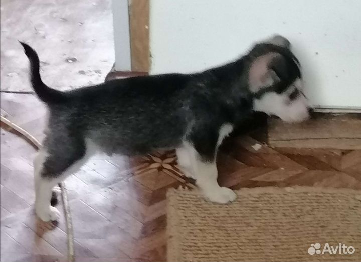 Обычные щенки