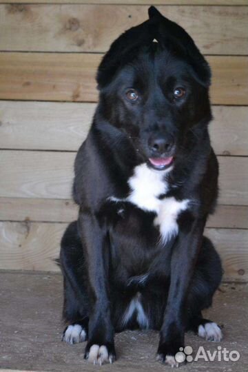 Собака из приюта в добрые руки