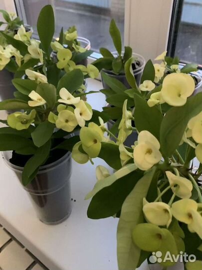 Молочай миля желтая