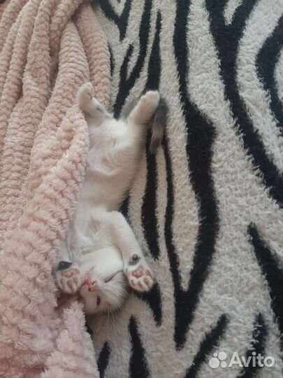 Котенок в дар бесплатно