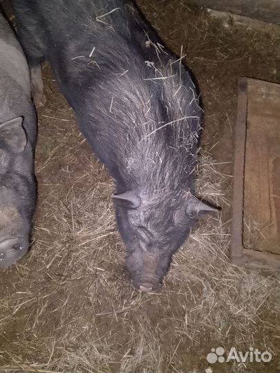 Вьетнамские вислобрюхие свиньи