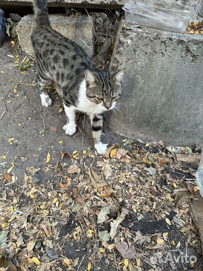 Молодой котик