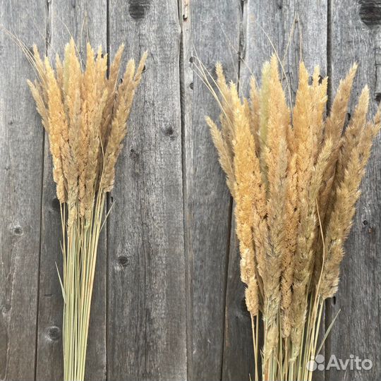 Вейник, фалярис