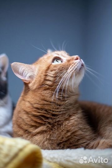 Кошка Злюка