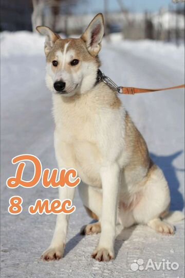 Собака в добрые руки