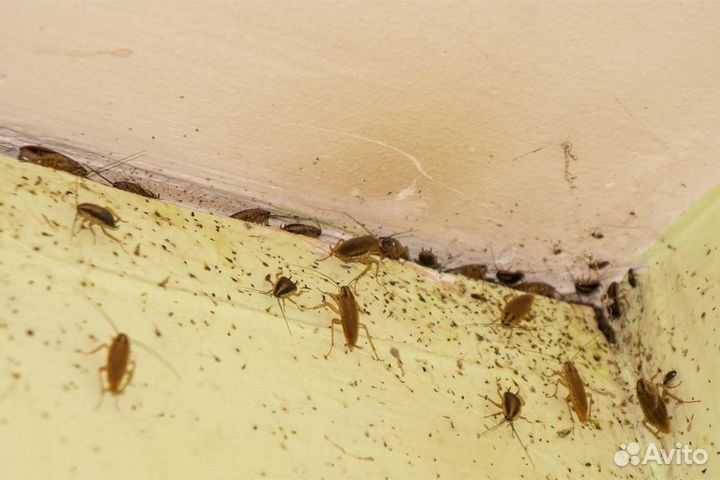 Уничтожение обработка клопов тараканов Дезинфекция