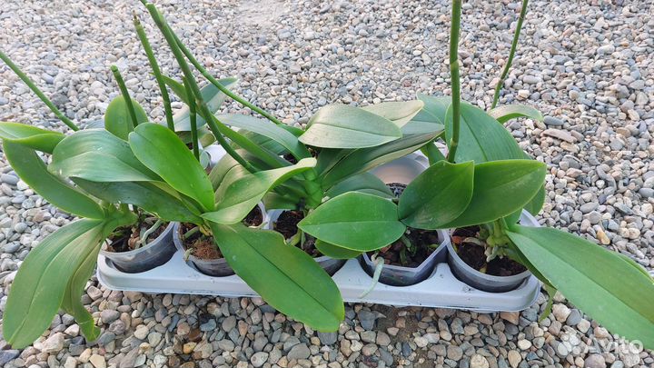 Орхидея фаленопсис отцвевшие