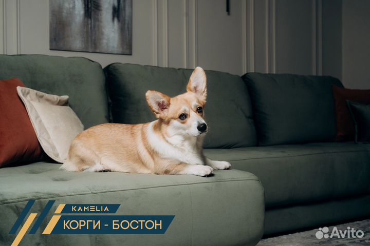 Собака для фотосессии корги. Фото с собакой корги