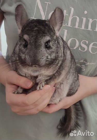 2 Шиншиллы с клеткой