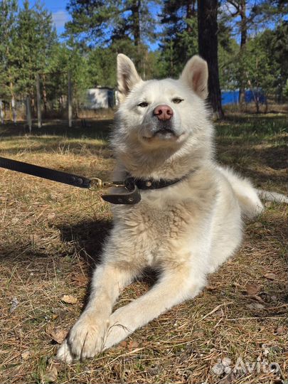 Белка ищет дом