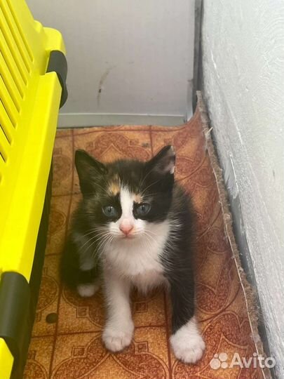 Котенок девочка 1,5 мес