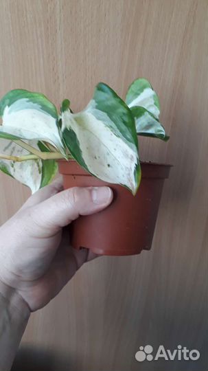 Эпипремнум