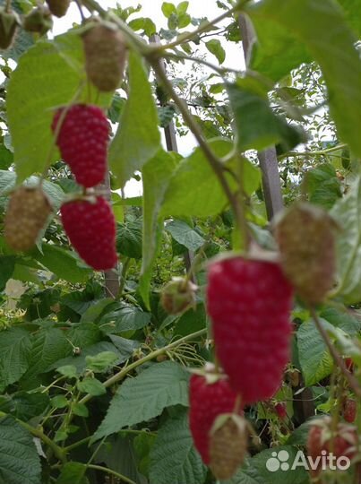 Малина (Карамелька, Нижегородец, Желтый Гигант)