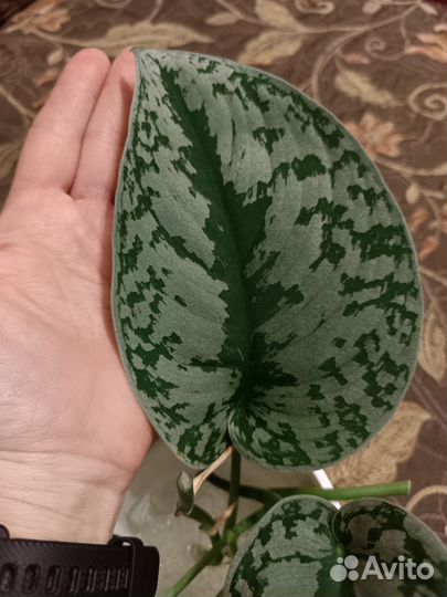 Эпипремнум, сциндапсус