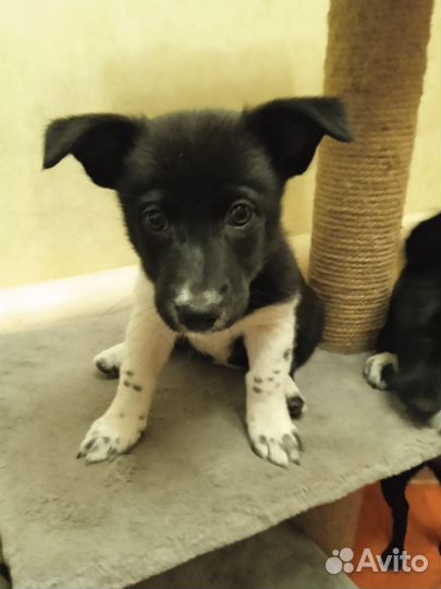 Щенок в добрые руки