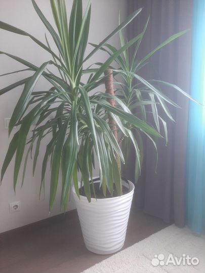 Пальма юкка