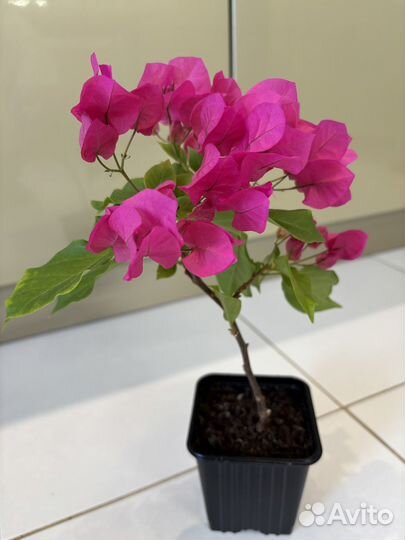 Бугенвиллия