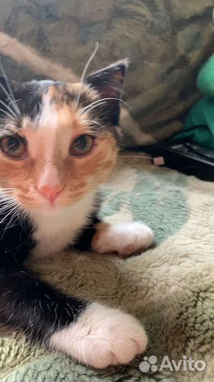 Девочка в добрые руки