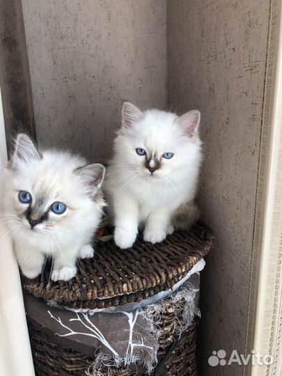 Котята Священная Бирма