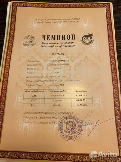 Сфинкс петерболд