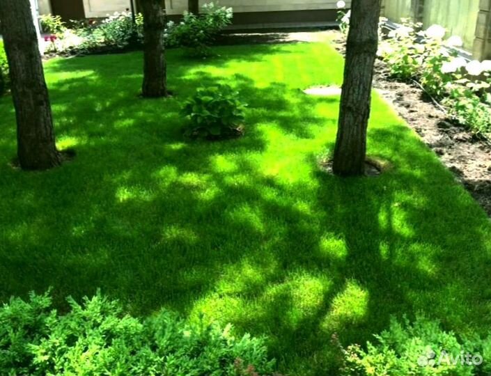 Рулонный газон
