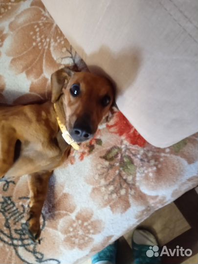 Собаки бесплатно такса