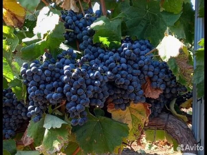 Винный виноград саперави