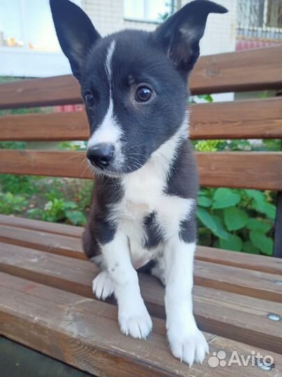 Отдам в добрые руки