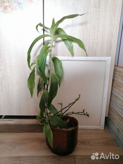 Комнатные домашние растения