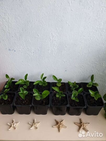 Мандарины и лимоны ростки