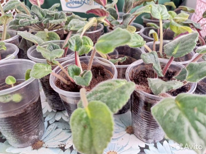 Фиалки сортовые (детки)