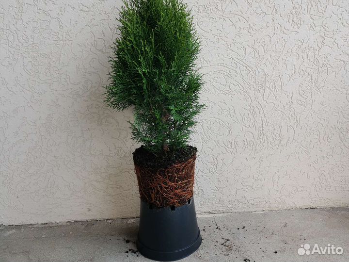 Туя можжевельник самшит сосна