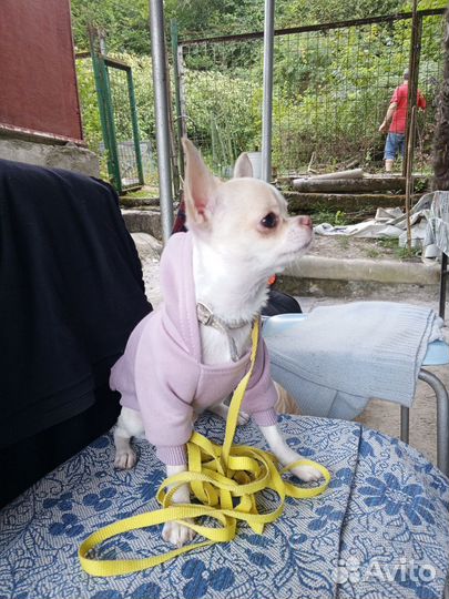 Продается щенок мальчик 6 месяцев порода Чихуахуа