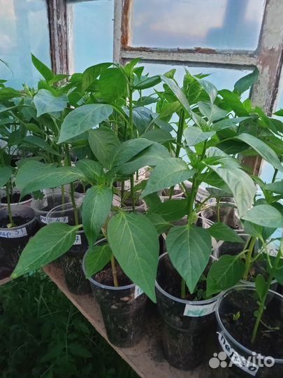 Рассада помидоры, перец, баклажаны, капуста, дыни