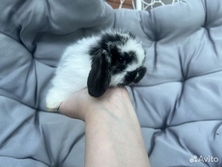 Кролик Mini Lop