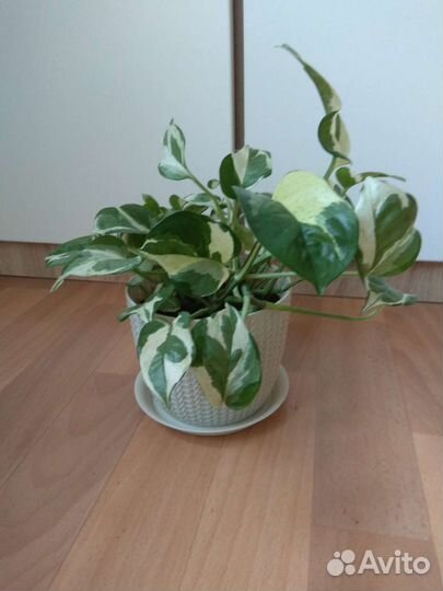 Эпипремнум (Сциндапсус н джой)