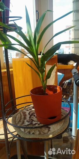 Комнатные цветы отростки