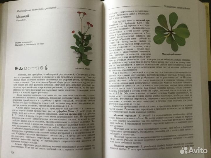 Энциклопедия комнатных растений